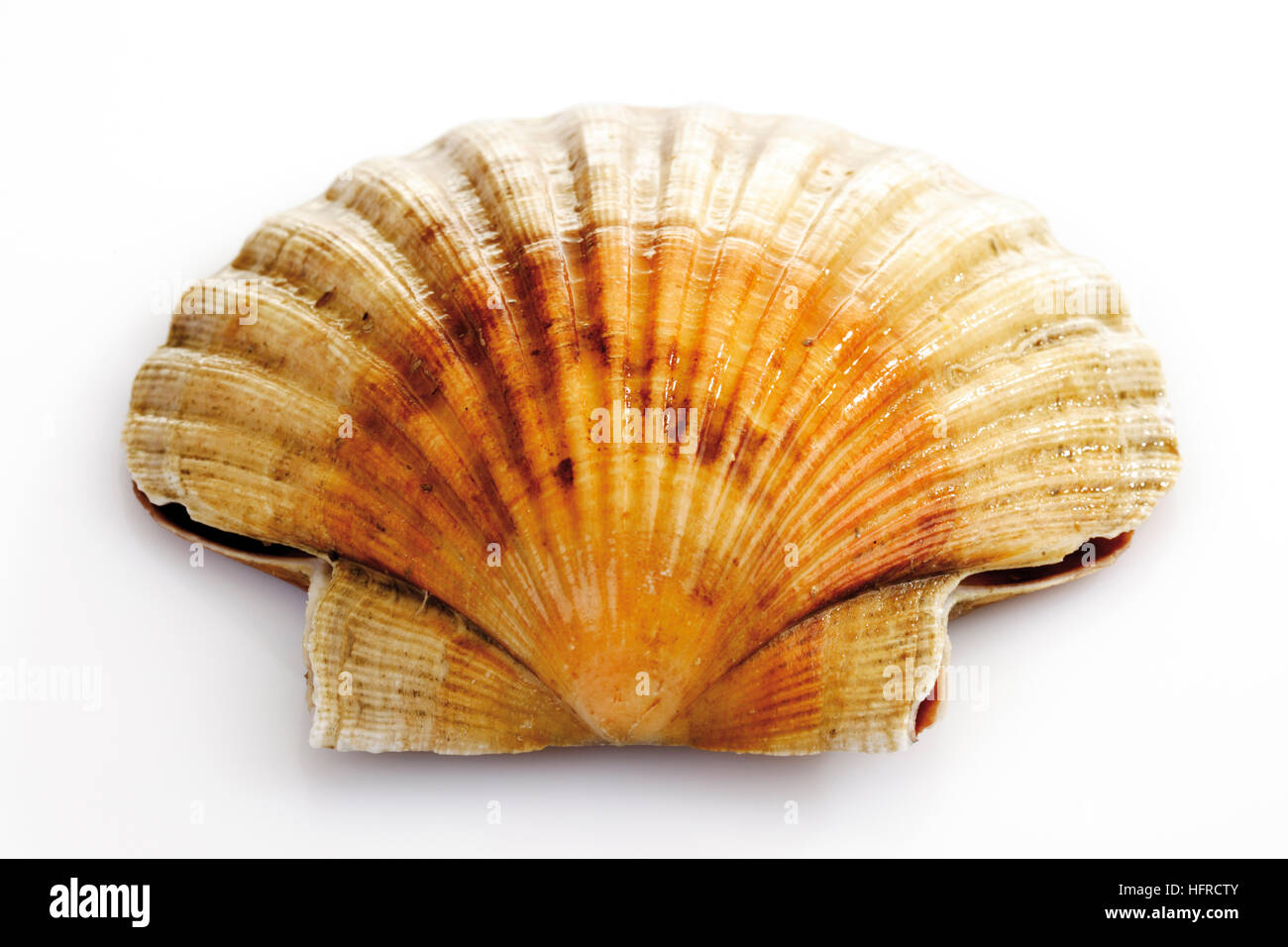 Venus clam (Veneridae Stock Photo Alamy