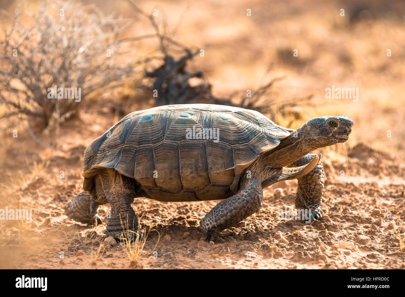 Agassiz's desert tortoise (Gopherus agassizii) walking in dry terrain, Valley of Fire, Mojave Desert, Nevada, USA Stock Photo