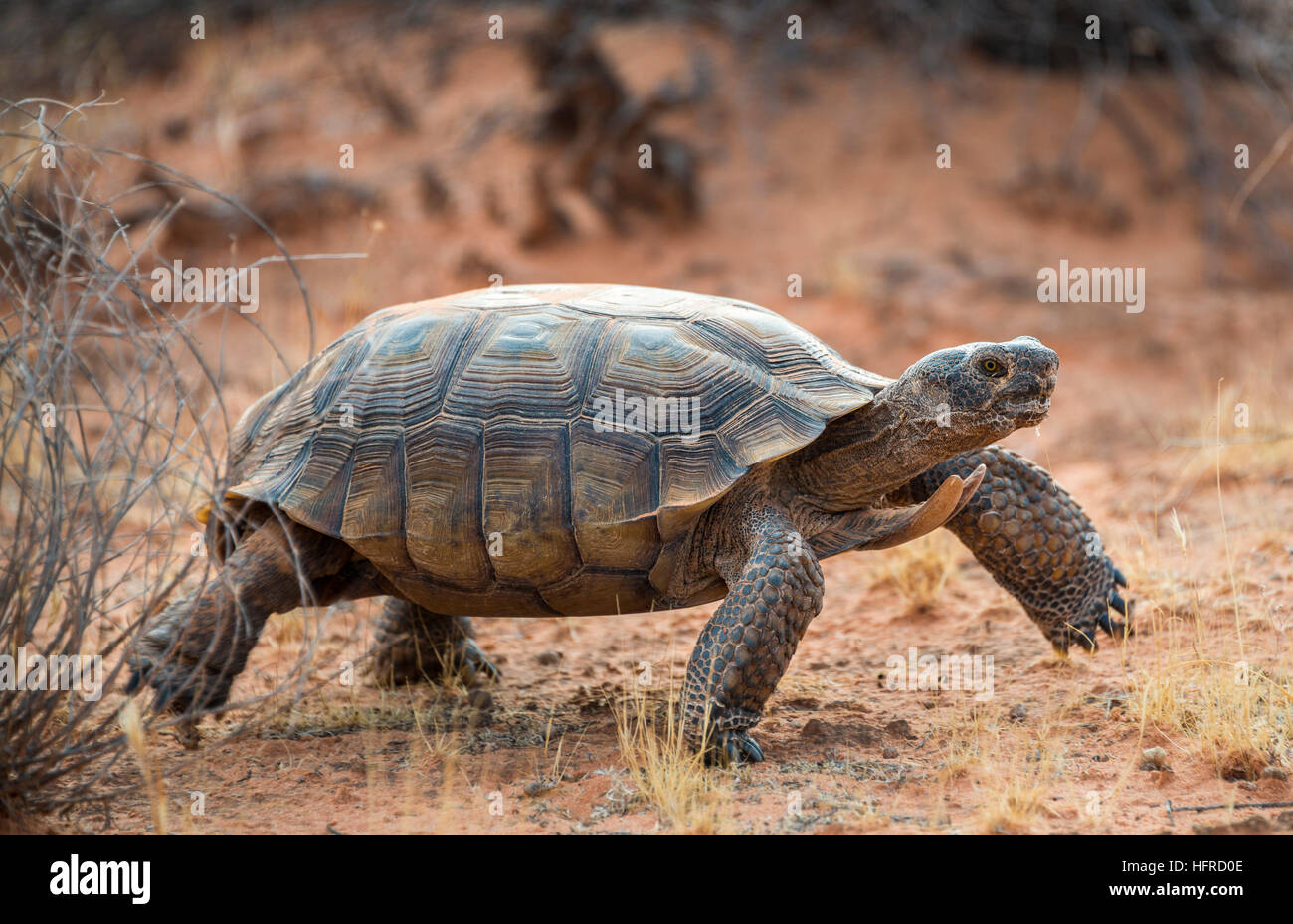 Agassiz's desert tortoise (Gopherus agassizii) walking in dry terrain, Valley of Fire, Mojave Desert, Nevada, USA Stock Photo