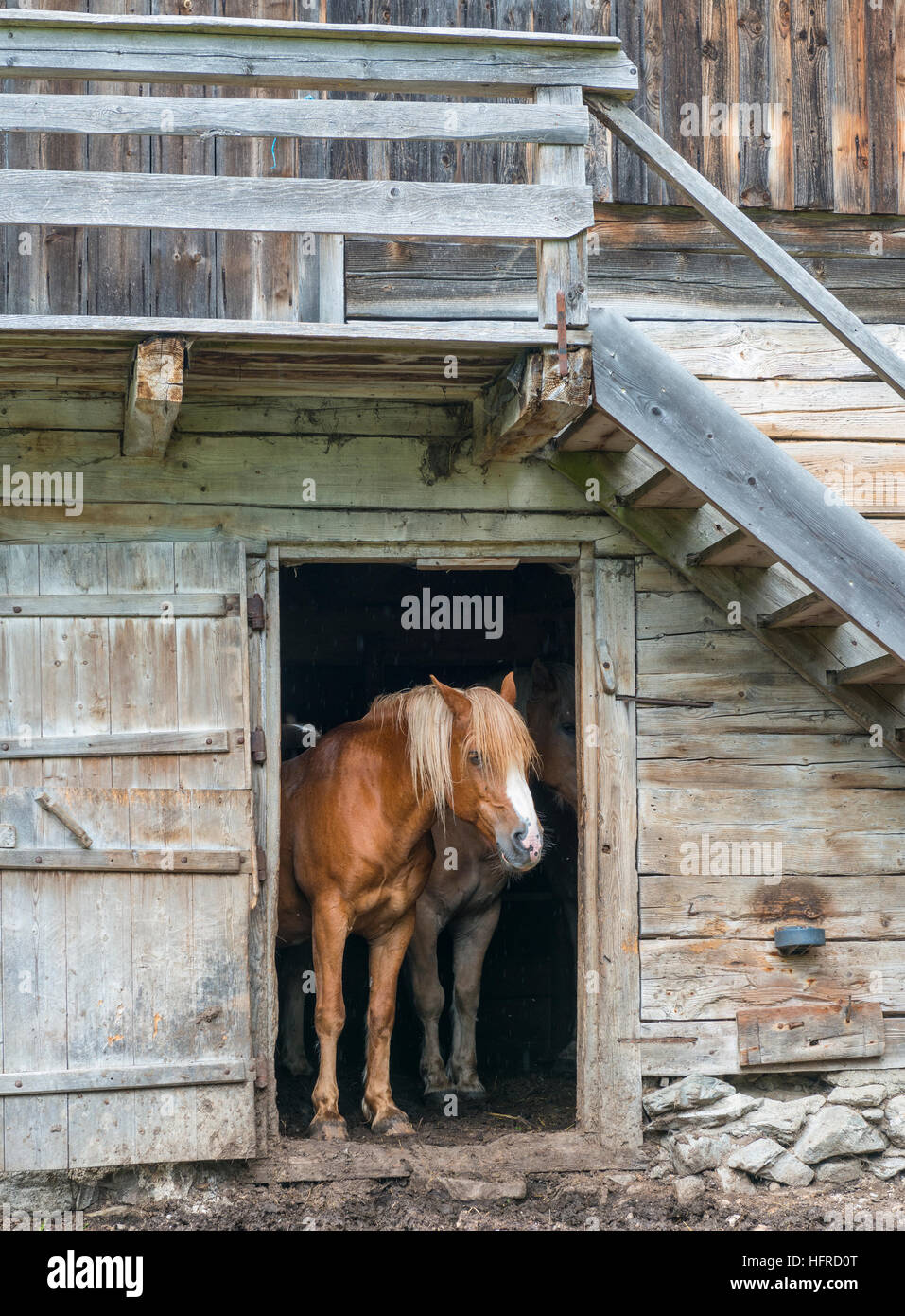 Horse looking out of barn, Rohrmoos-Untertal, Schladming Tauern, Styria, Austria Stock Photo