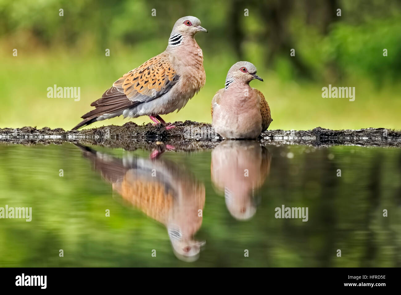 Turtle dove (Streptopelia turtur), couple standing at bird bath, Reflection, Kiskunság National Park, Hungary Stock Photo