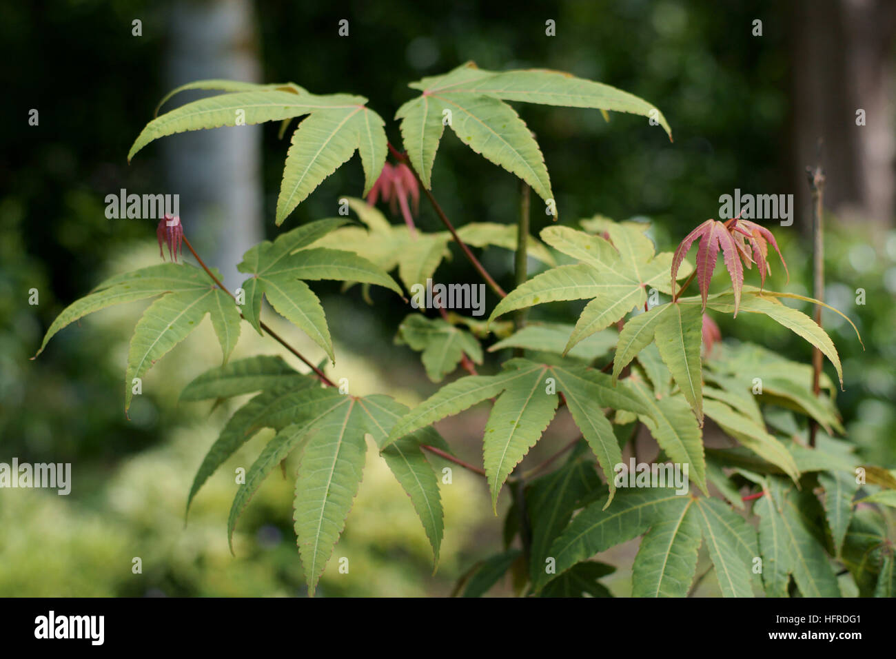 Acer heptaphlebium Stock Photo
