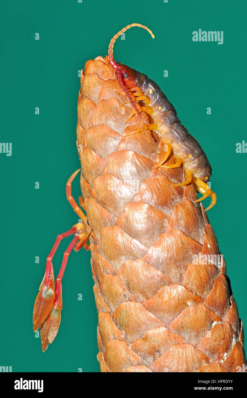 Flag Tail or Feather leg Centipede (Alipes sp) Stock Photo