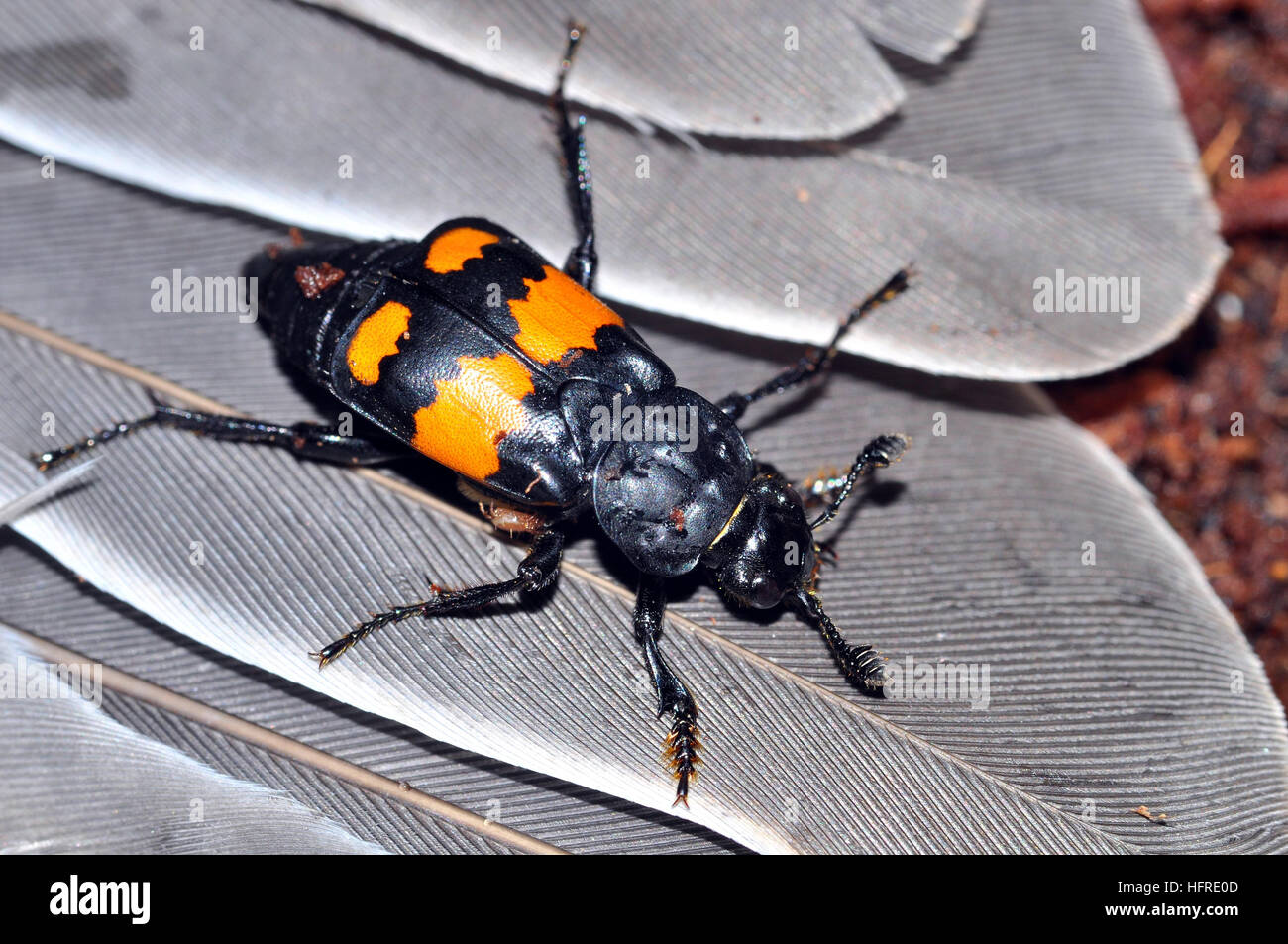 Sexton beetle (Nicrophorus vespilloides) Stock Photo