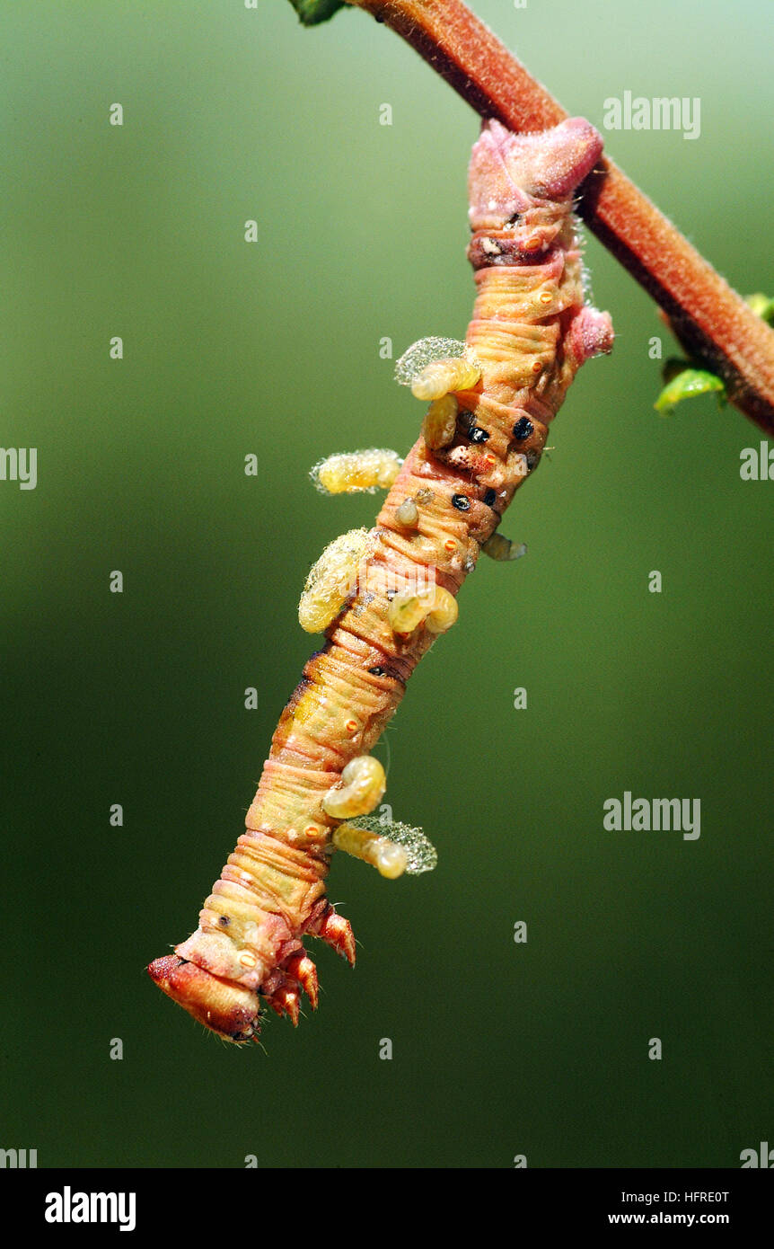 Parasitic Wasp Caterpillar High Resolution Stock Photography and Images ...