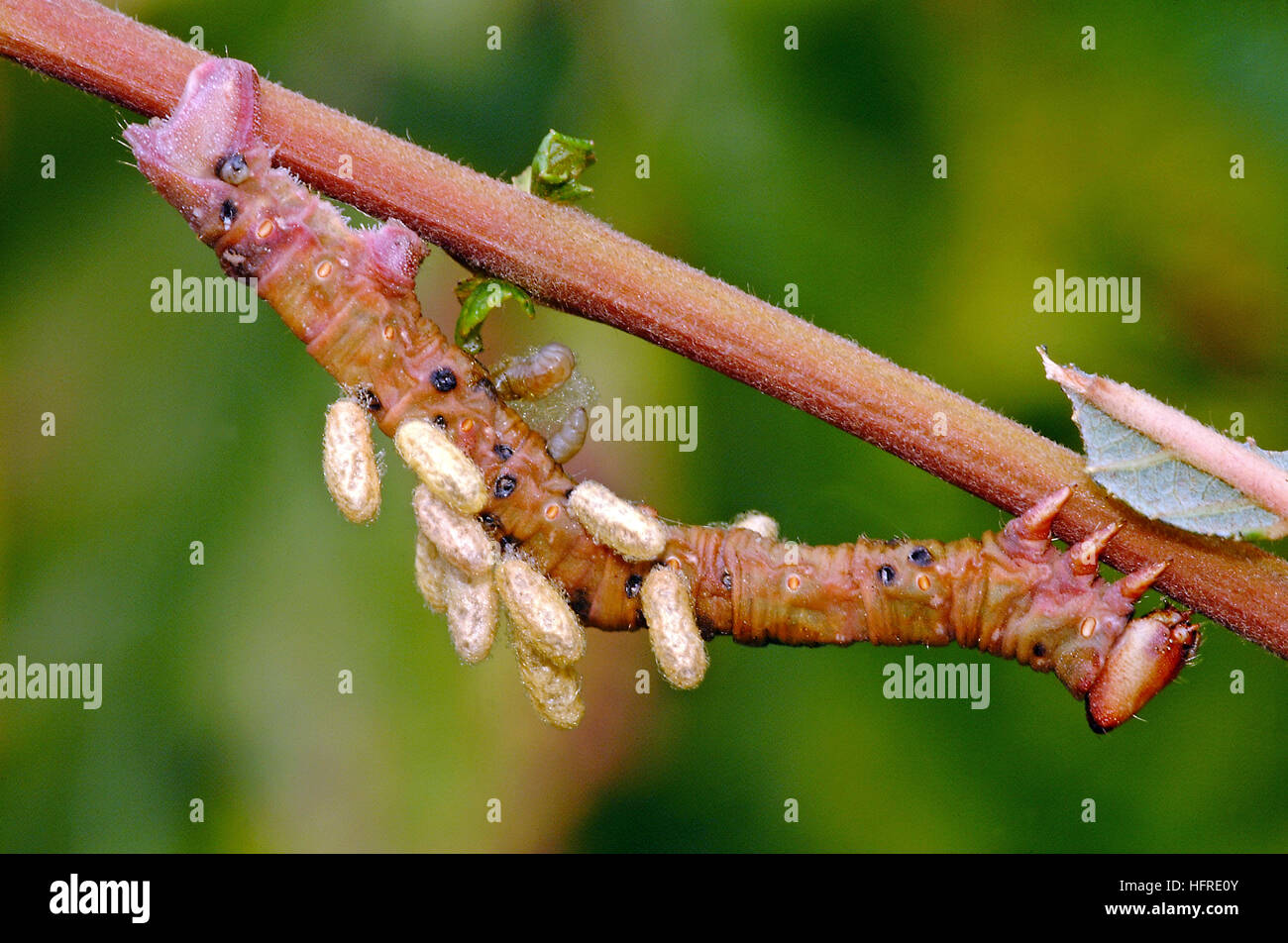 Peppered moth larvae hires stock photography and images Alamy