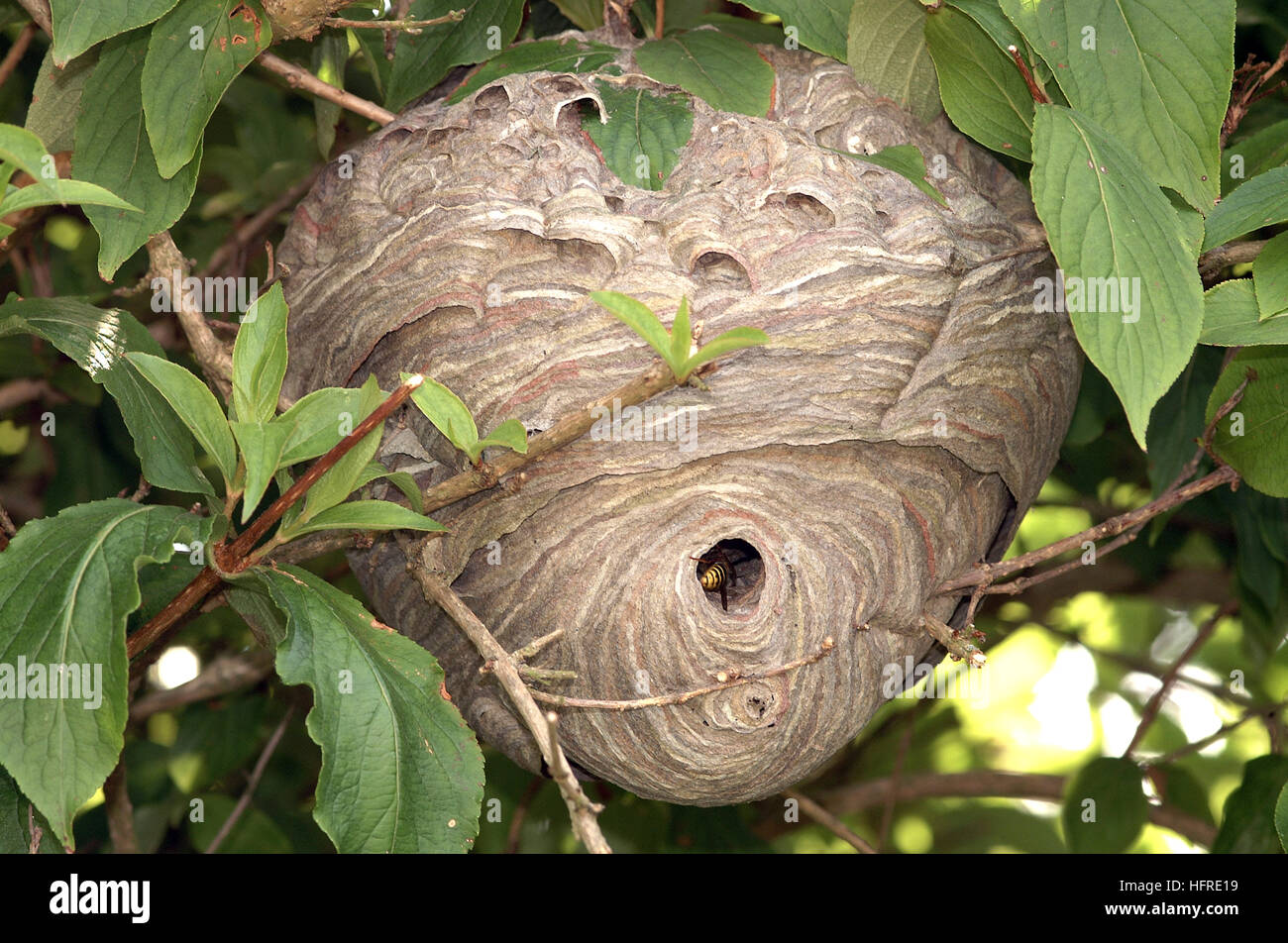 British Wasp High Resolution Stock Photography and Images Alamy