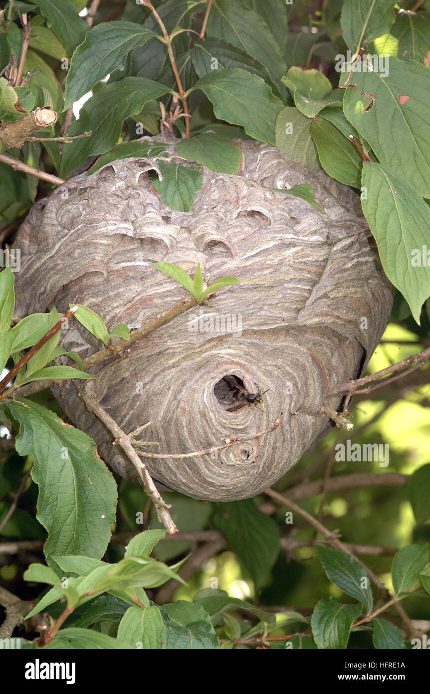 Wasp nest Stock Photo