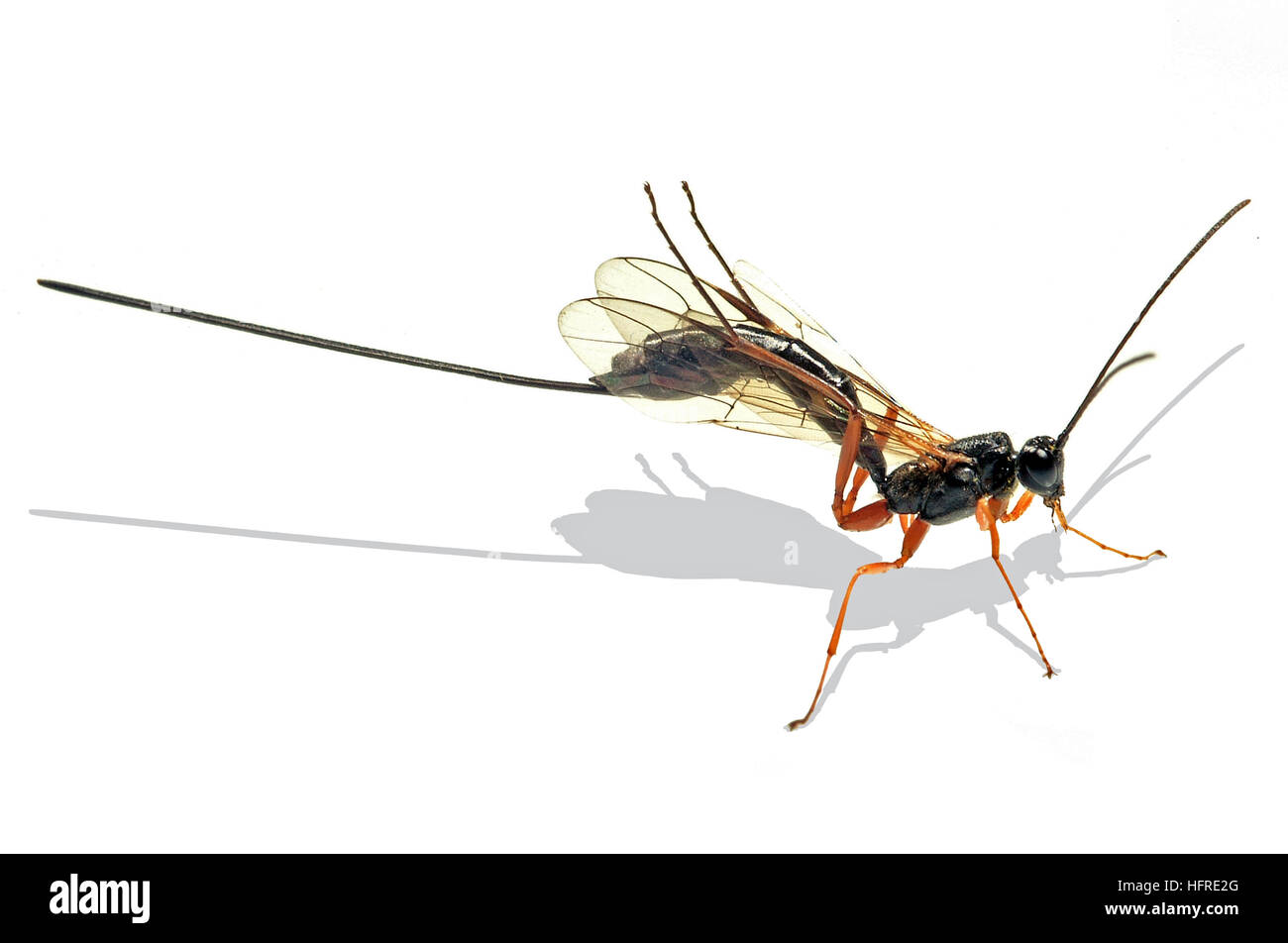 Ichneumon Wasp (Lampronata Setosas) Stock Photo