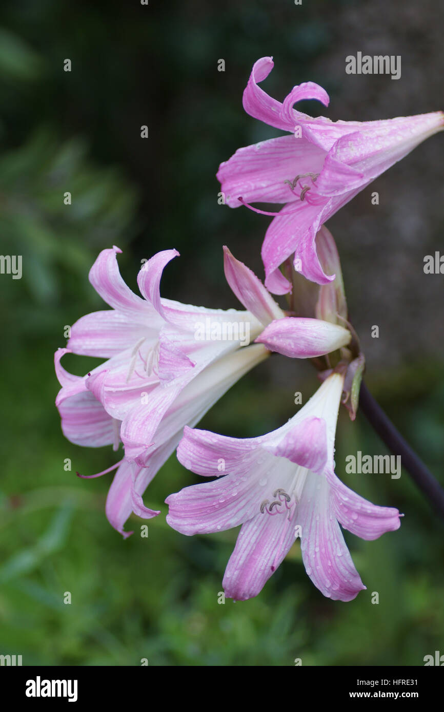 Amaryllis belladonna Stock Photo