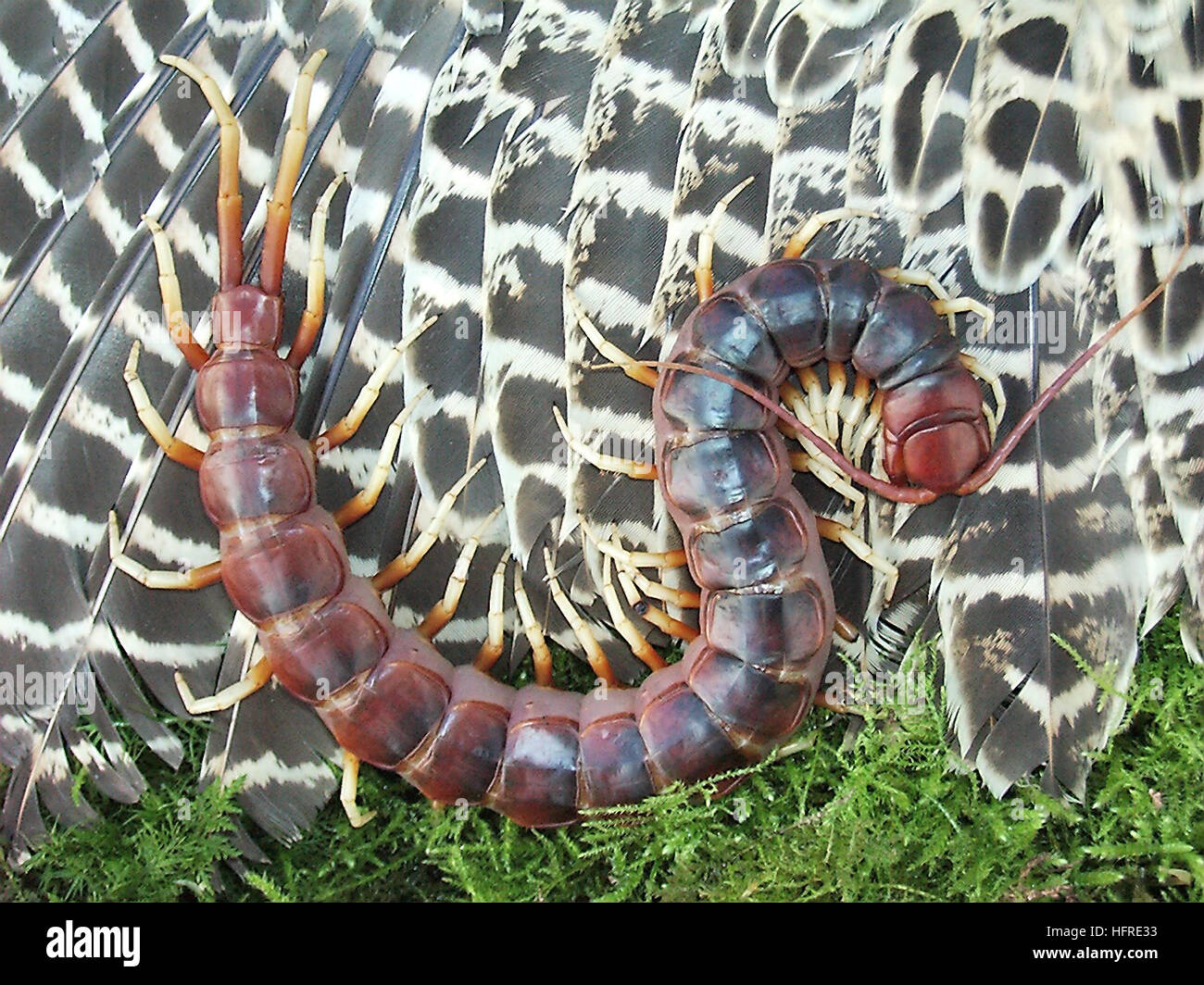 Amazonian giant centipede (Scolopendra gigantea) Stock Photo