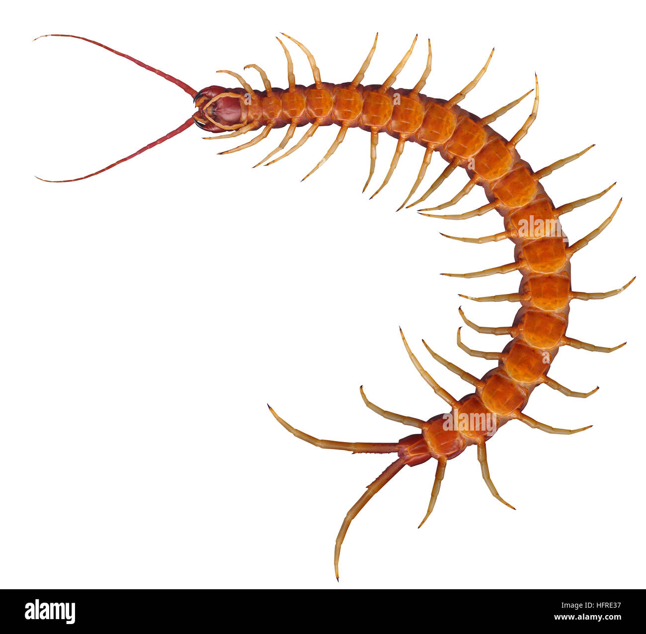 Amazonian giant centipede (Scolopendra gigantea) Stock Photo
