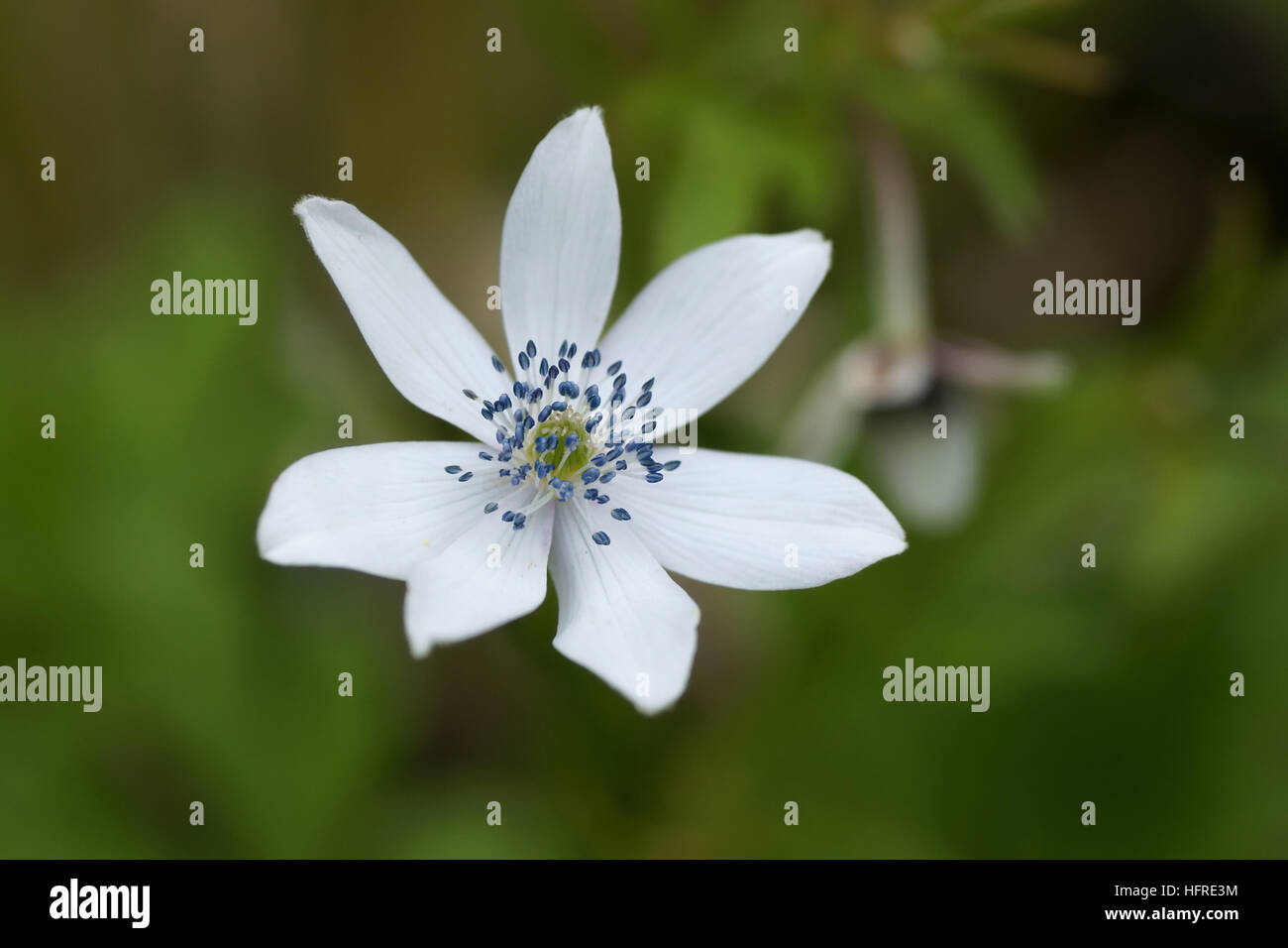 Anemone rivularis hi-res stock photography and images - Alamy