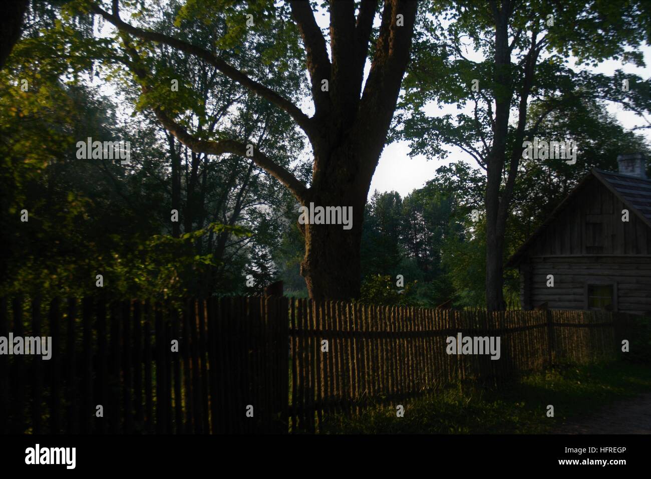 Backyard tree fence hi-res stock photography and images - Alamy