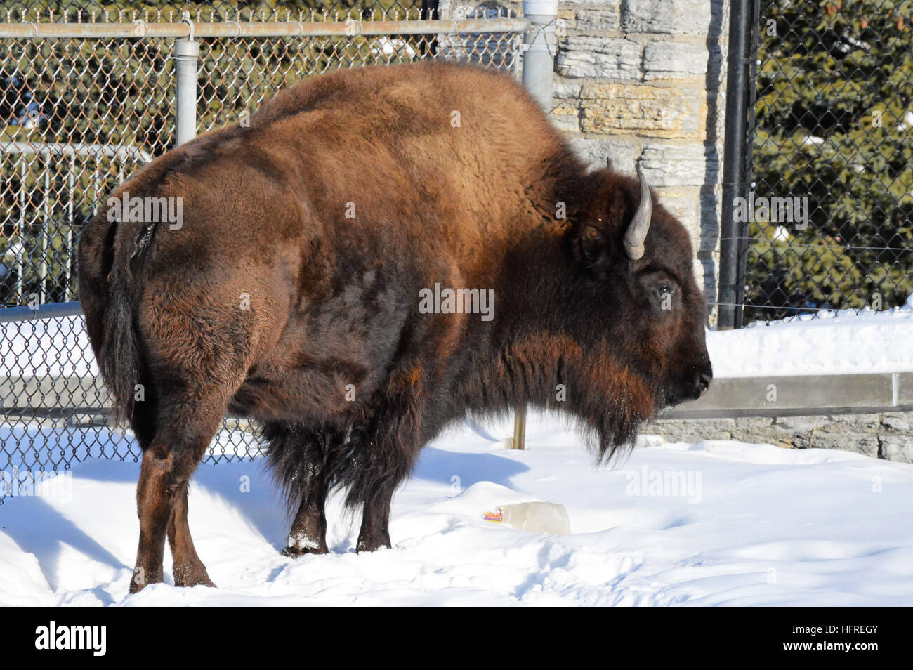 Bison in the Snow Stock Photo - Alamy