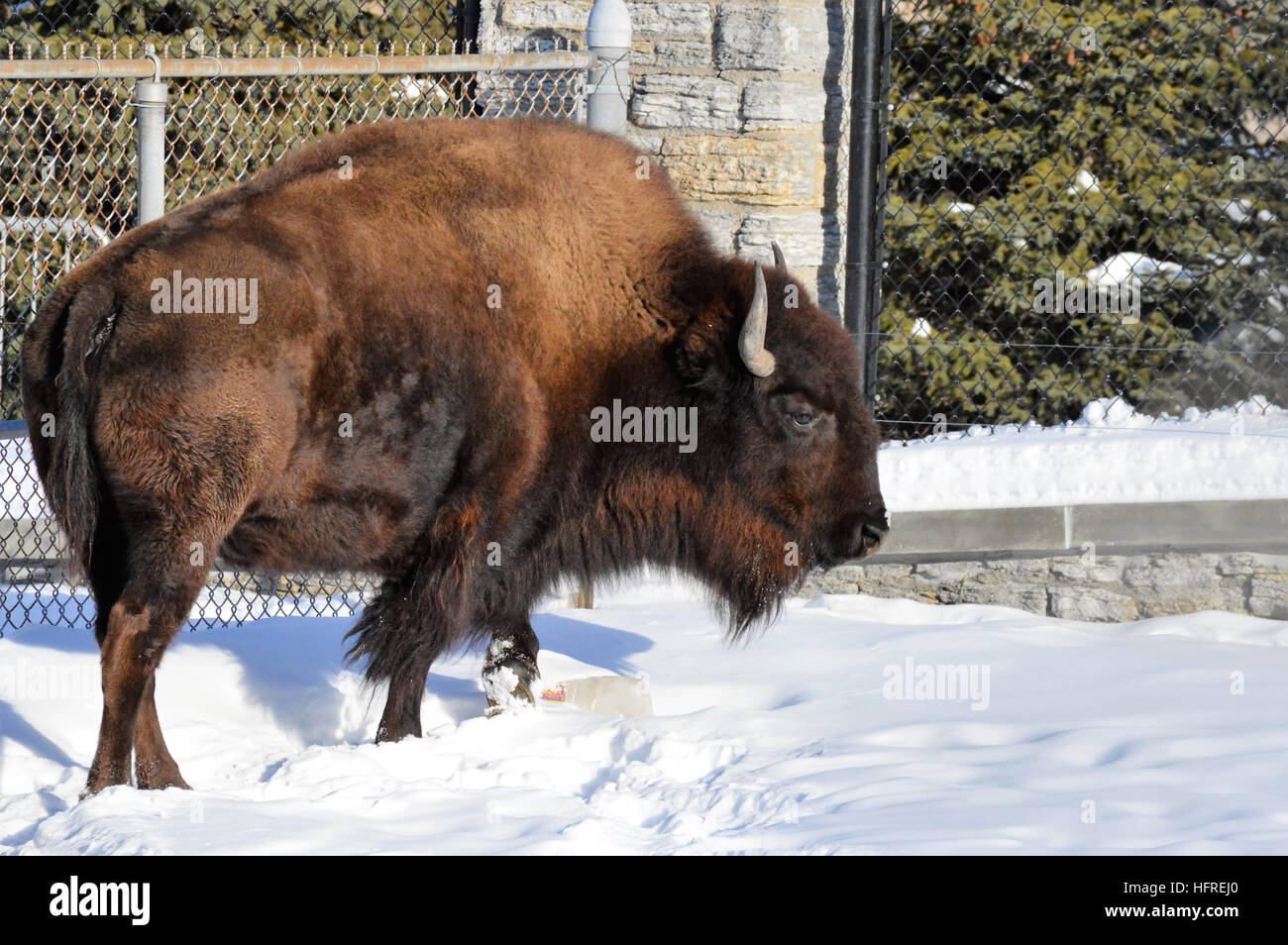 Bison in the Snow Stock Photo - Alamy