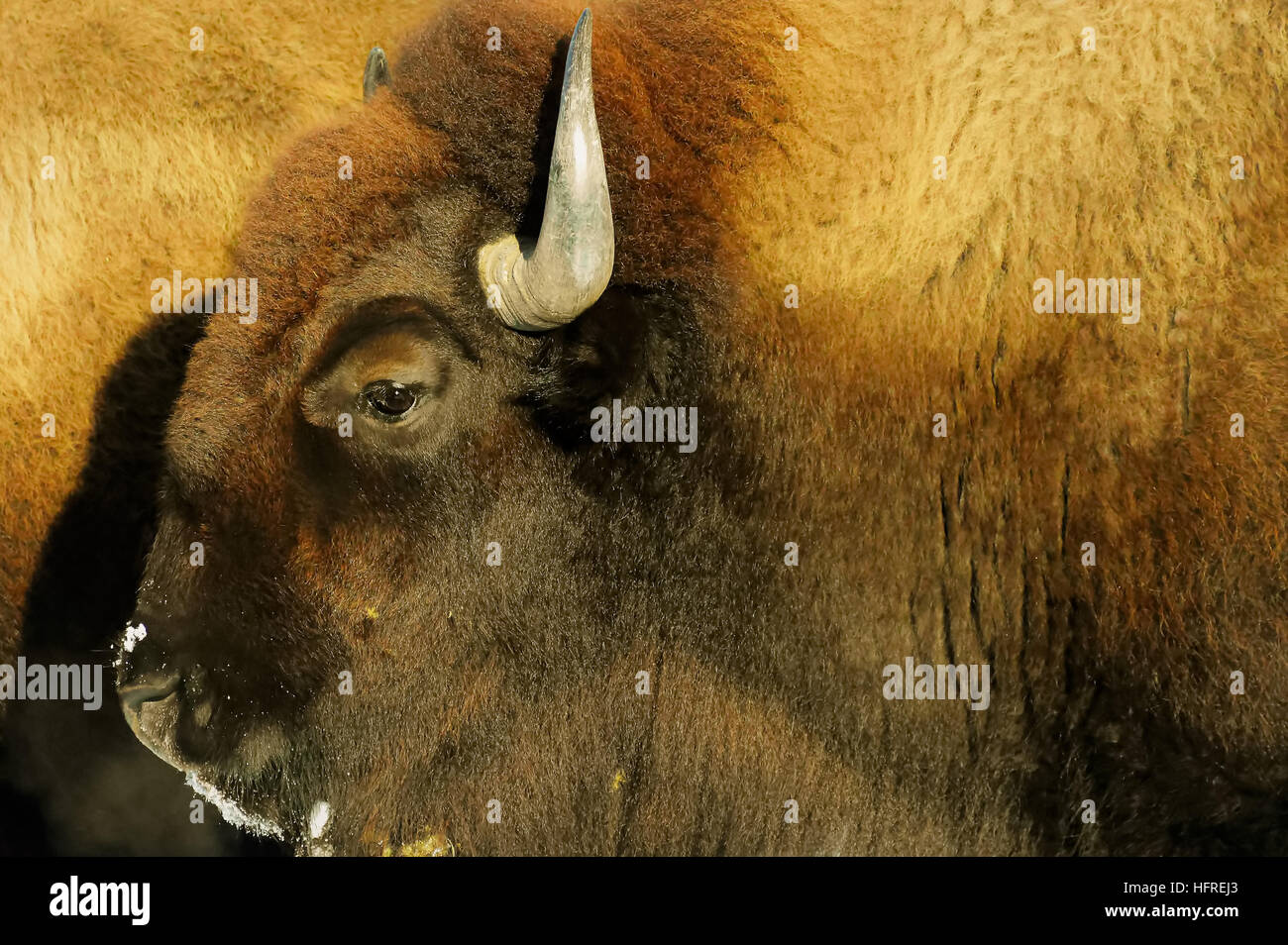 Bison in the Snow Stock Photo - Alamy