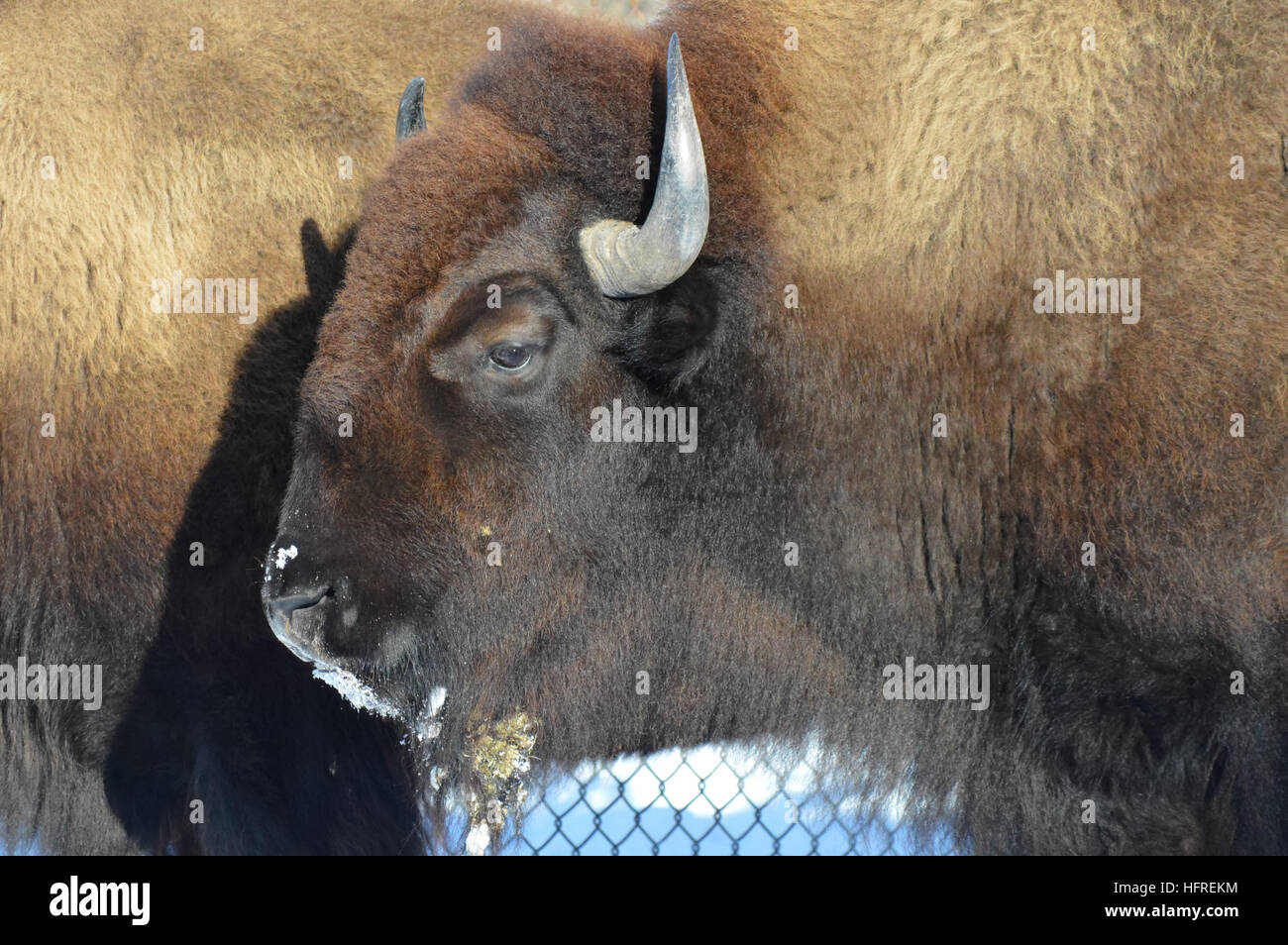 Bison in the Snow Stock Photo - Alamy