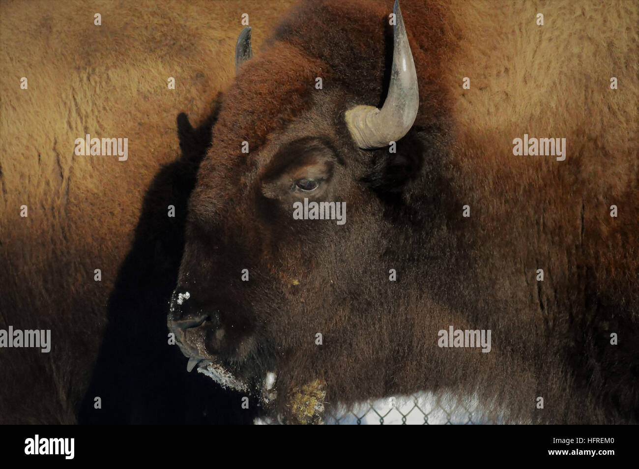 Bison in the Snow Stock Photo - Alamy