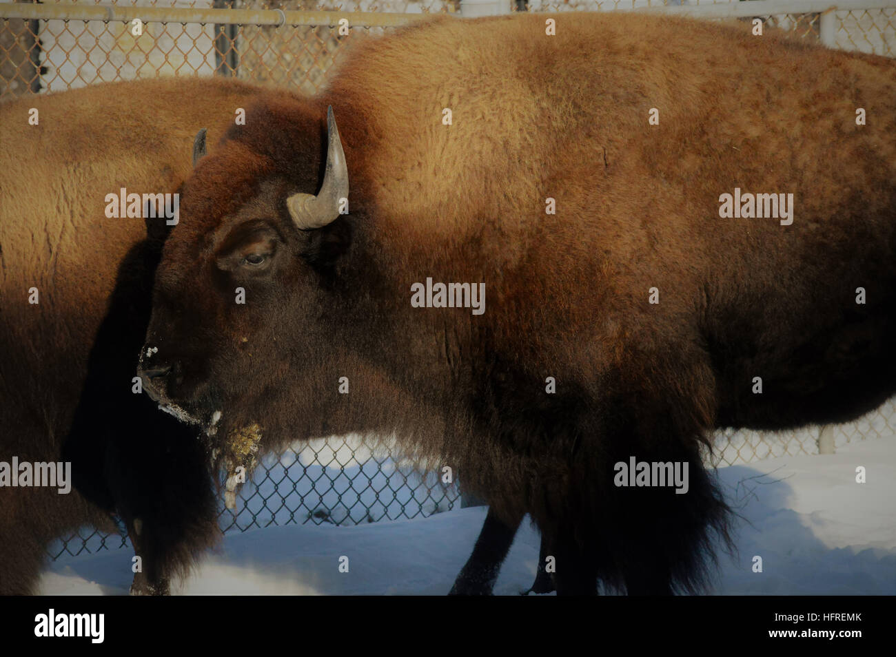 Bison in the Snow Stock Photo - Alamy