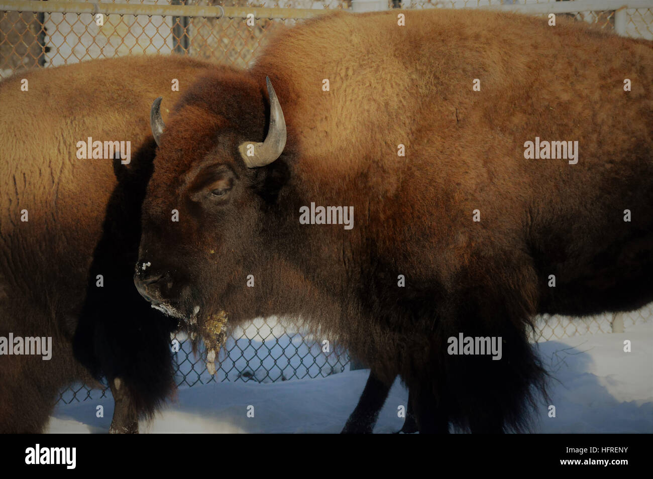 Bison in the Snow Stock Photo - Alamy