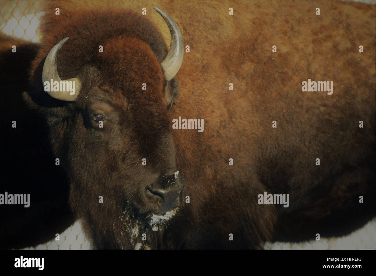 Bison in the Snow Stock Photo - Alamy