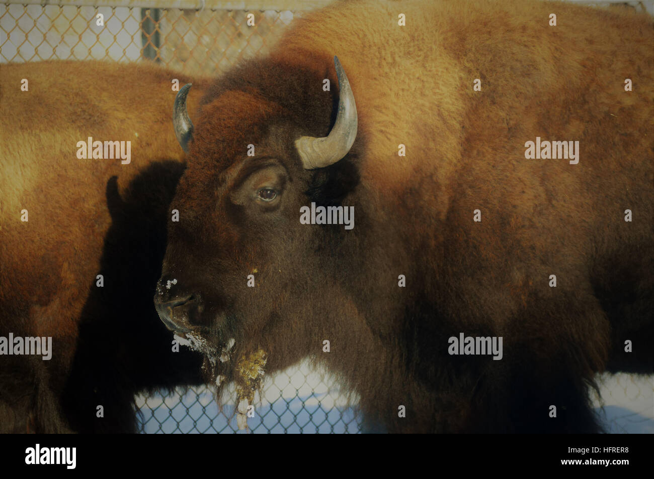 Bison in the Snow Stock Photo - Alamy