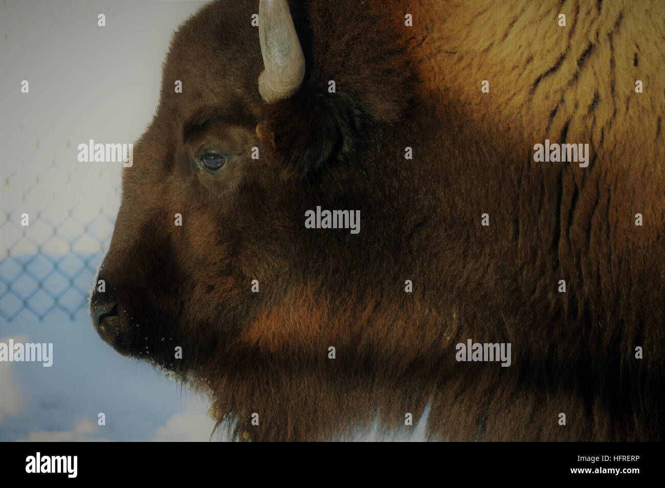 Bison in the Snow Stock Photo - Alamy