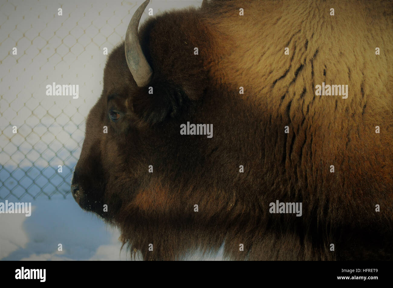 Bison in the Snow Stock Photo - Alamy