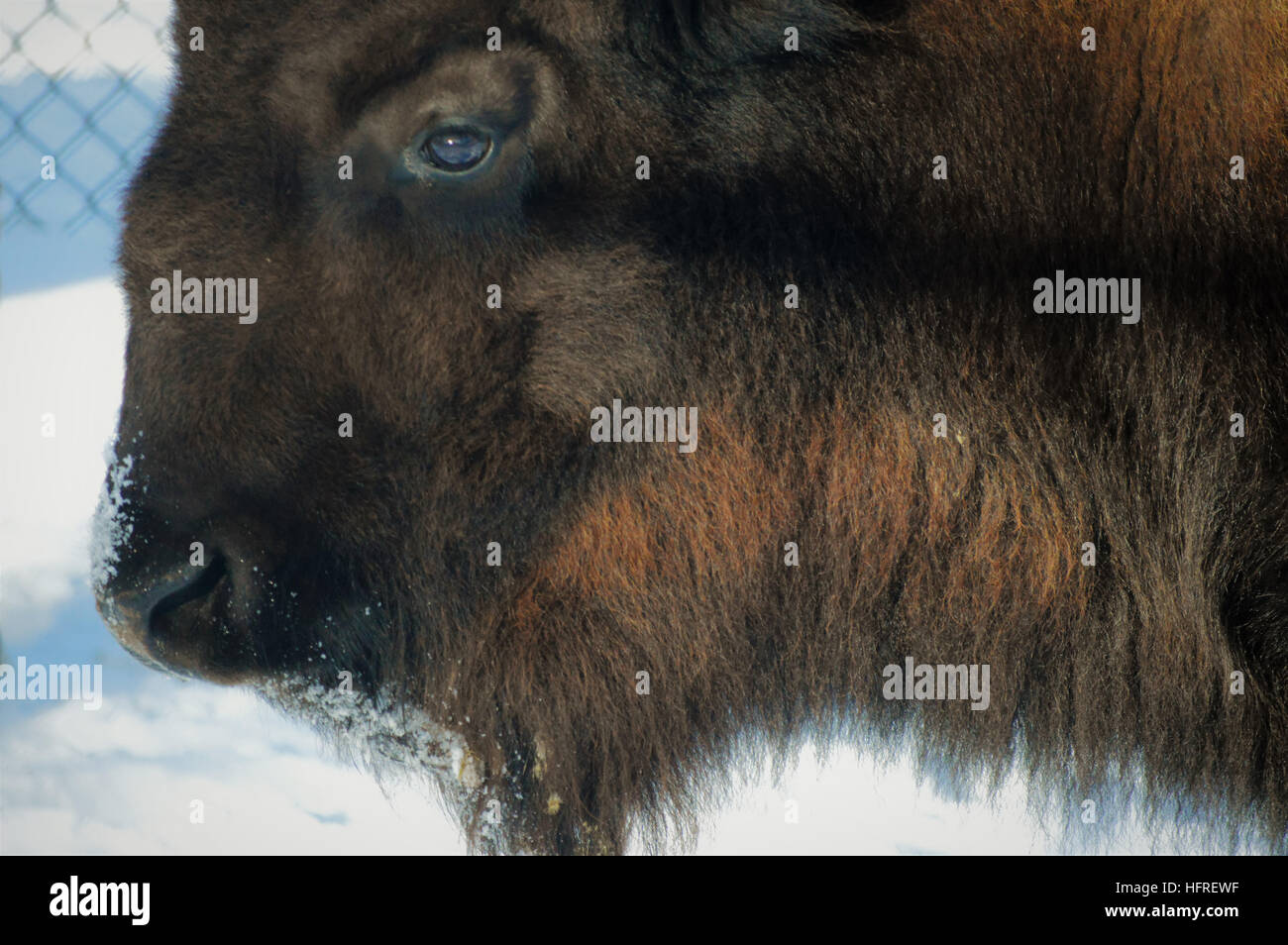 Bison in the Snow Stock Photo - Alamy