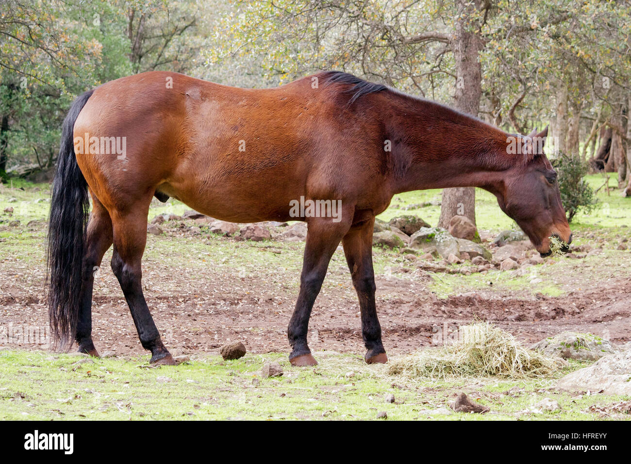 View of Liver chestnut horse hi-res stock photography and images - Alamy