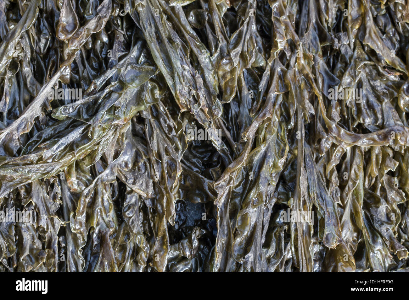 Porphyra sp. seaweed, adhering to rocks.  This is what the food 'nori' comes from. Stock Photo