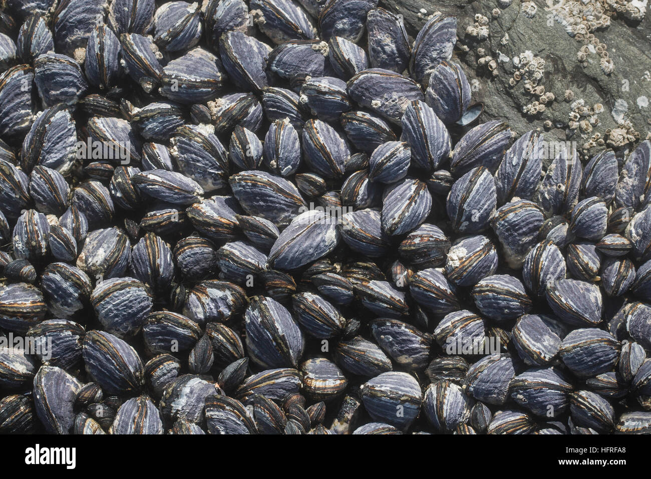 California mussels (Mytilus californianus) adhering to rocks. Stock Photo