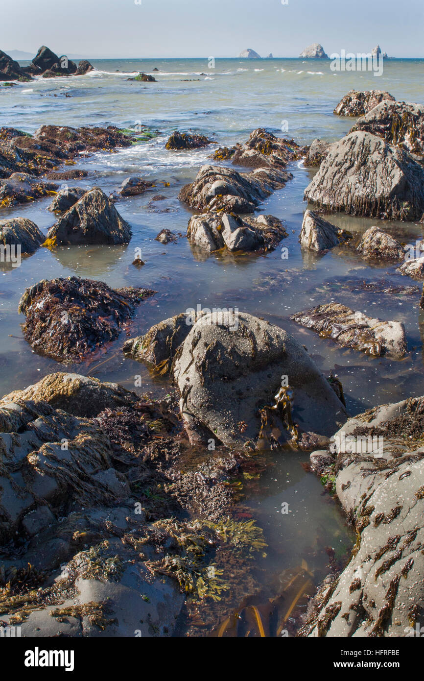 Low tide in the intertidal zone. Oregon coast, USA. Stock Photo