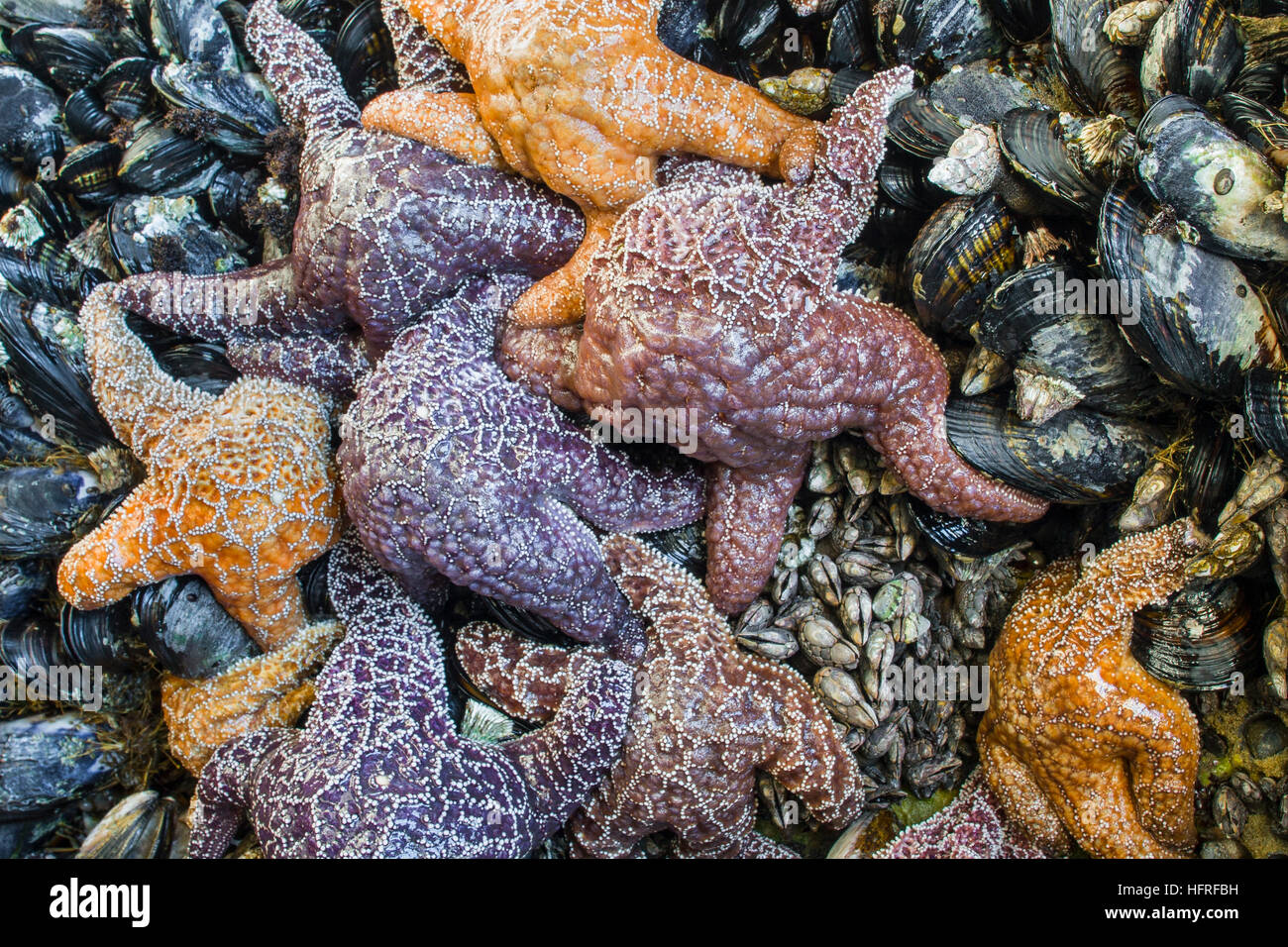 A group of sea stars eating mussels. Stock Photo