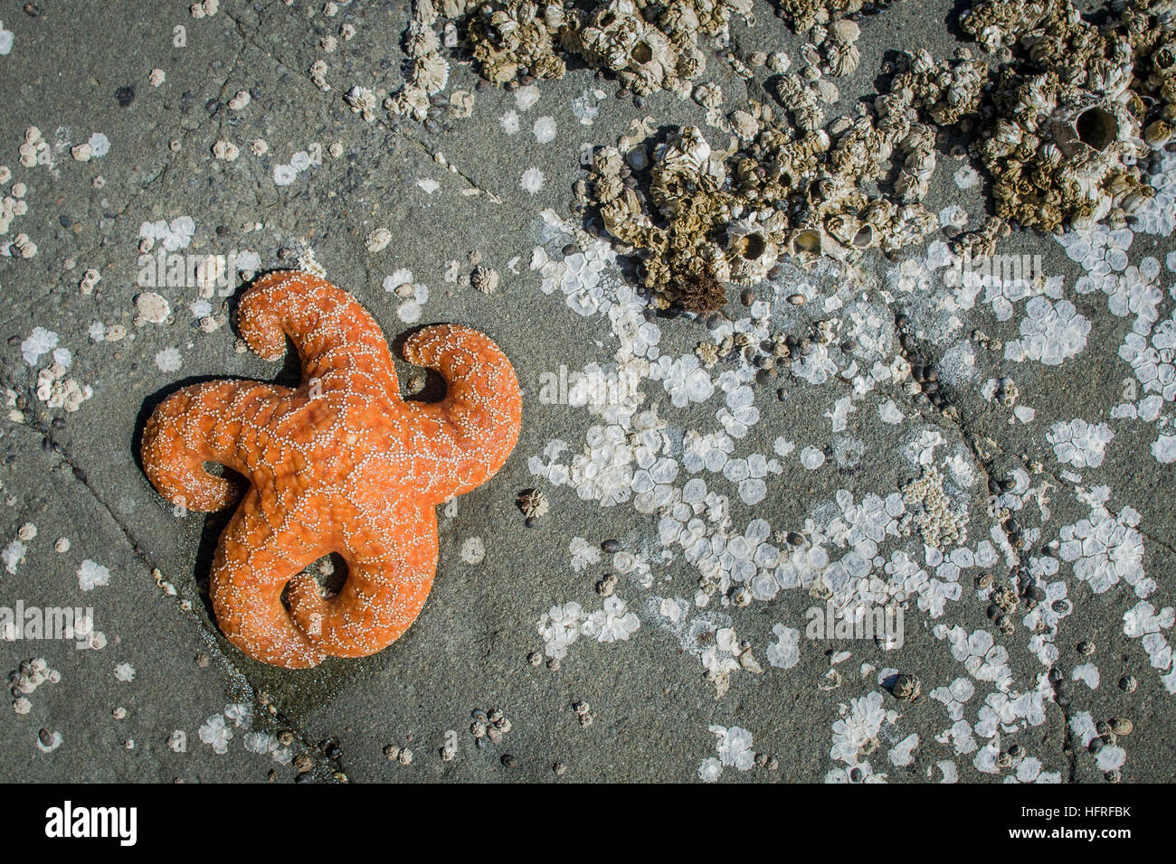 Orange sea star. Stock Photo