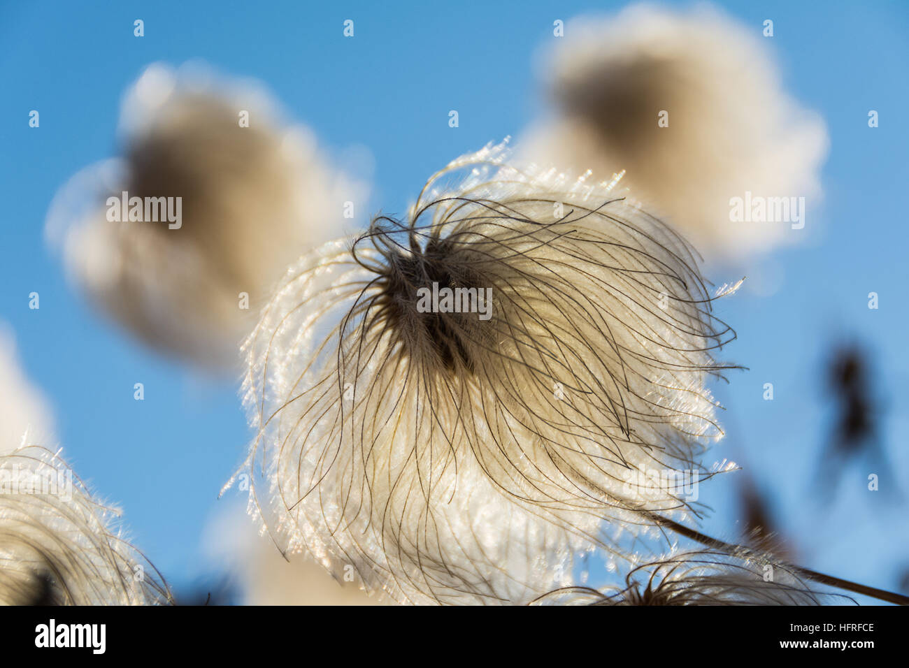 A delicate Clematis Macropetala seed head on a sky blue background Stock Photo
