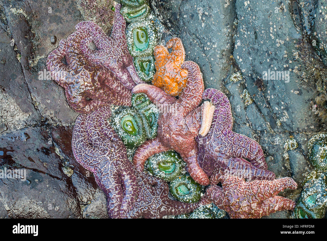 Group of sea stars and sea anemones. Stock Photo