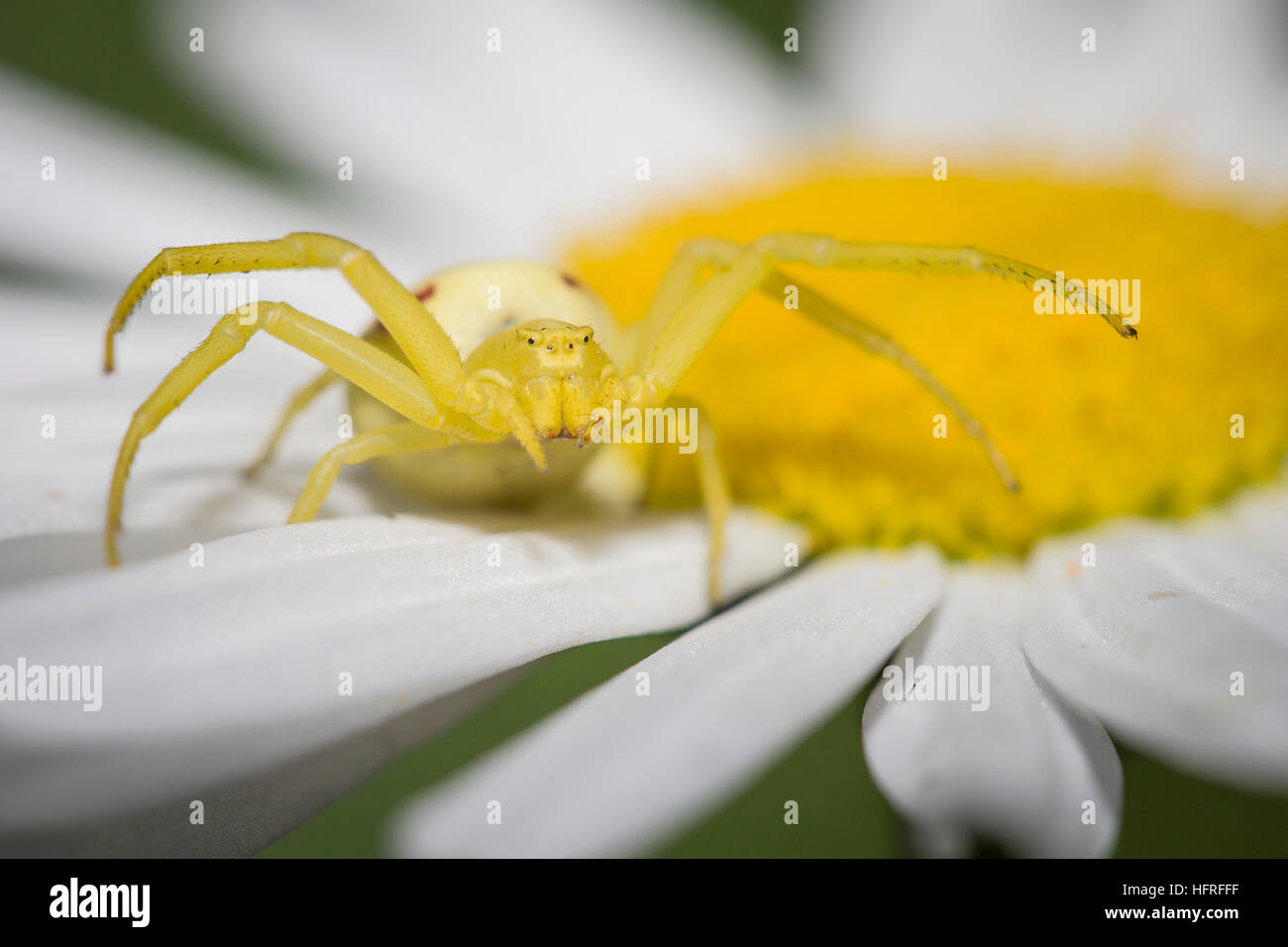 A yellow flower crab spider (Misumena vatia) waits for pollinating
