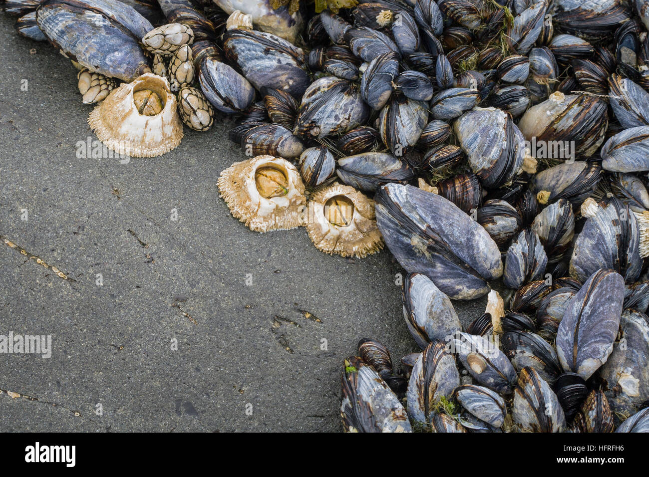 Mussels and barnacles adhering to a rock. Stock Photo