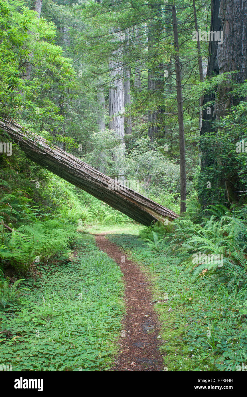 An oldgrowth California Redwood tree fallen across the trail in