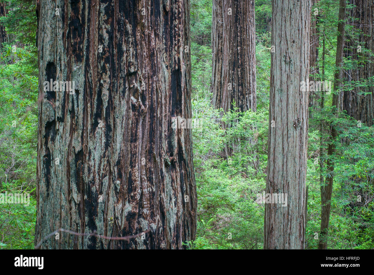 Old-growth California Redwood trees in Redwood National Park, California, USA. Stock Photo