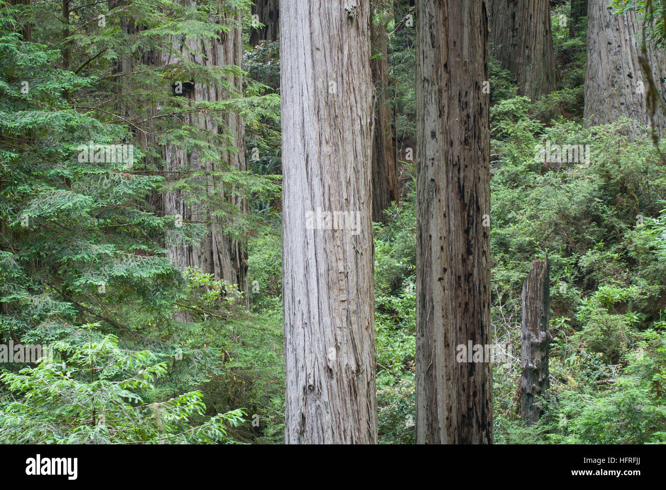 Oldgrowth California Redwood trees in Redwood National Park