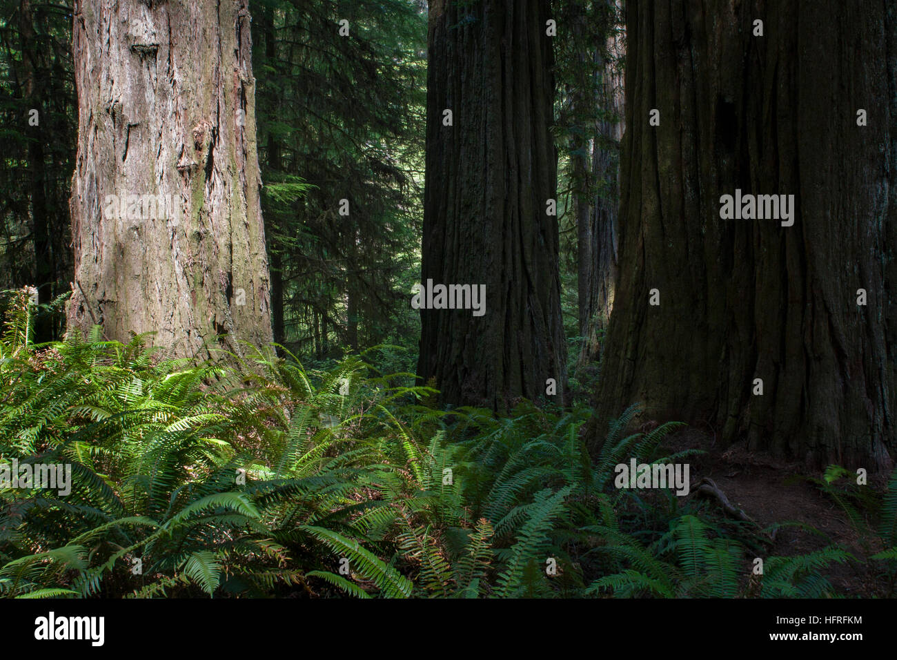 Immense oldgrowth California Redwoods in Redwood National Park
