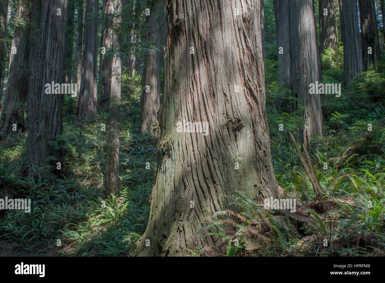 Immense old-growth California Redwoods in Redwood National Park, California, USA. Stock Photo