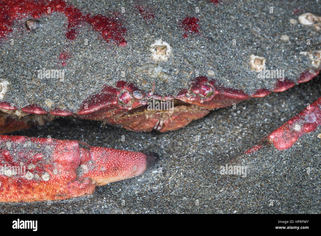 Close-up of a Pacific rock crab crouching in the sand at low tide in Redwood National Park, California, USA. Stock Photo