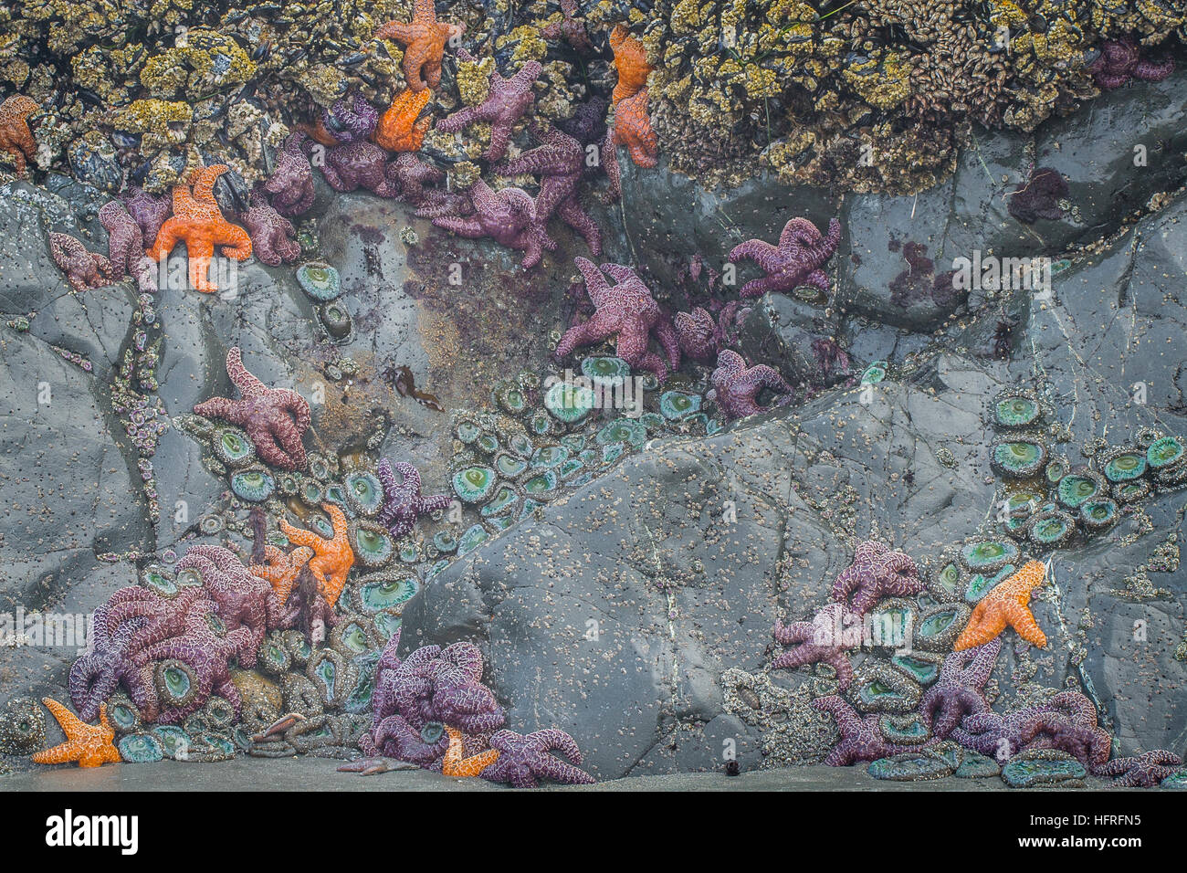 Where sea stars are abundant, mussels (among their favorite prey) are less numerous. Segregation of the two taxa in this picture is quite apparent. Stock Photo