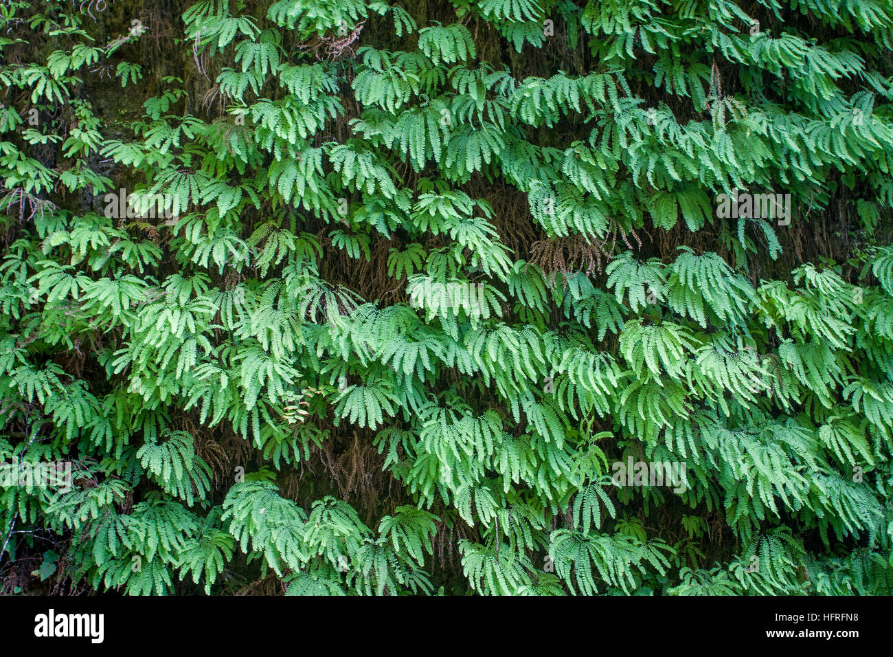 Wall of maidenhair ferns. Stock Photo