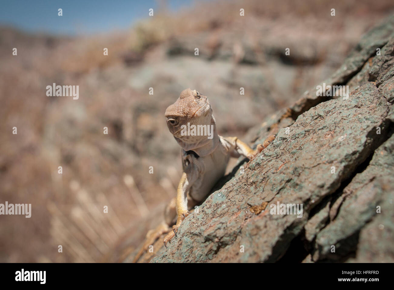Great basin collared lizard (Crotaphytus bincinctores) basking in the