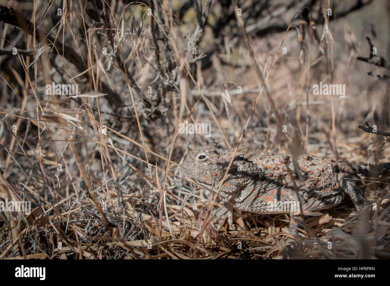 A cryptic desert horned lizard (Phrynosoma platyrhinos) hiding among the cheatgrass at the foot of a sagebrush. Stock Photo